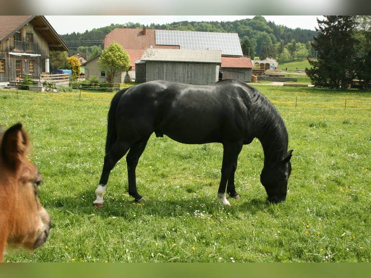 ACDC SPARKLING American Quarter Horse Hengst Rappe in Kaltental