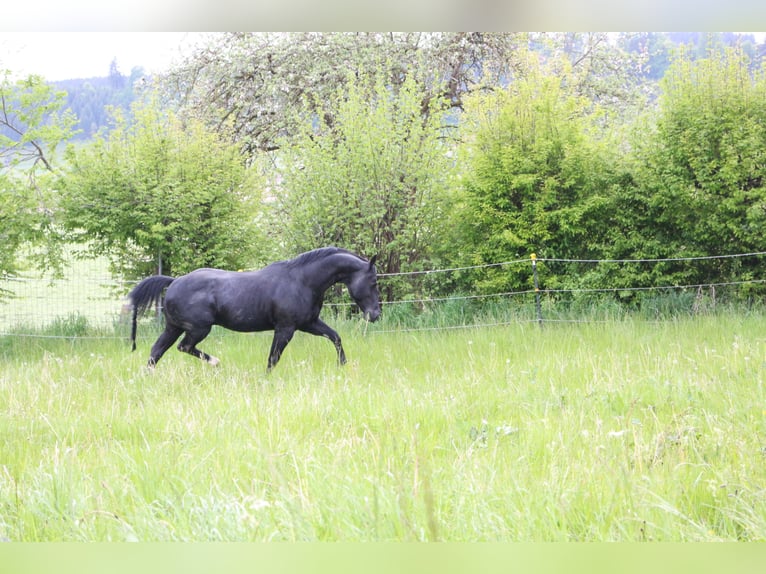 ACDC SPARKLING American Quarter Horse Hengst Rappe in Kaltental