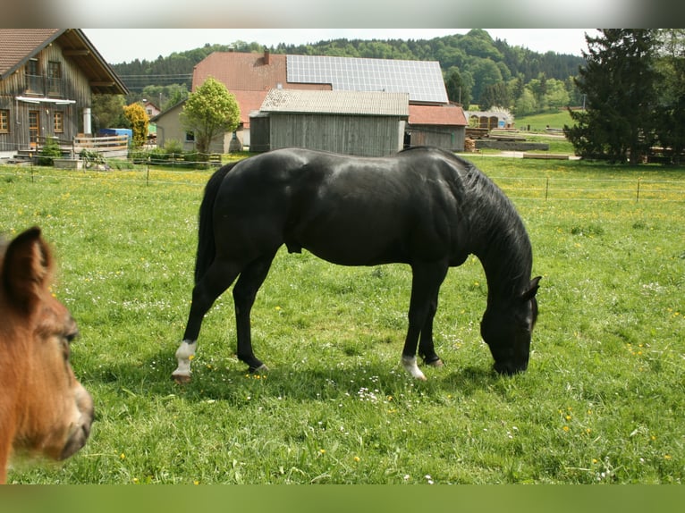 ACDC SPARKLING American Quarter Horse Hengst Zwart in Kaltental