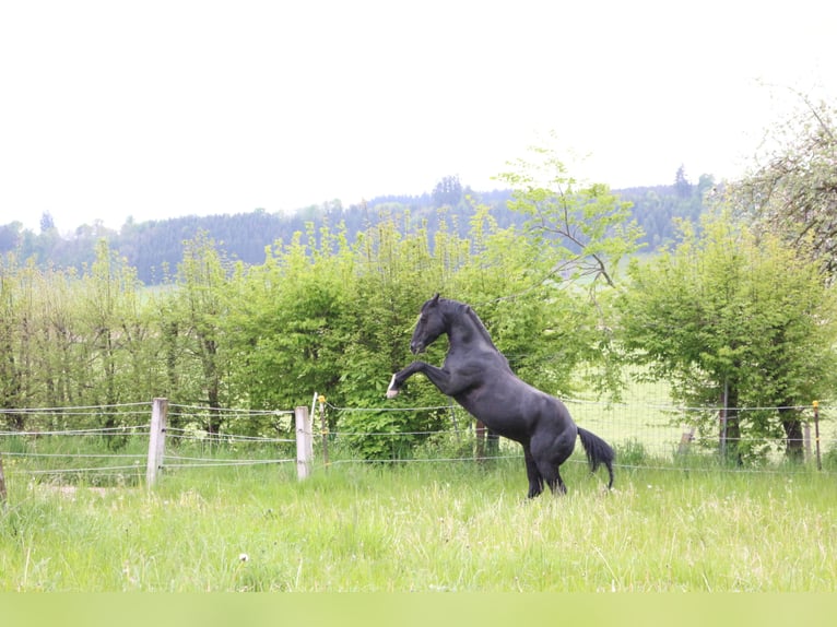 ACDC SPARKLING American Quarter Horse Stallion Black in Kaltental