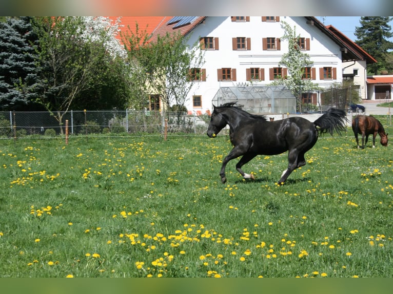 ACDC SPARKLING Quarter horse américain Étalon Noir in Kaltental