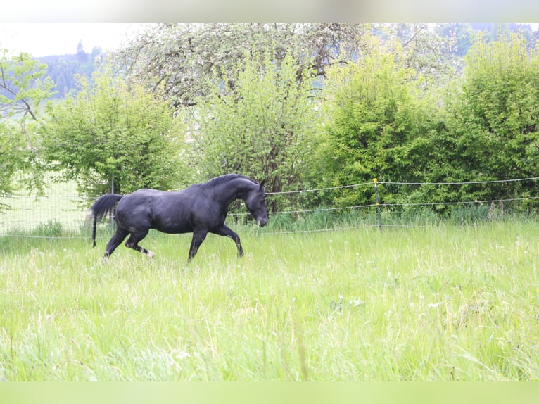 ACDC SPARKLING Quarter horse américain Étalon Noir in Kaltental