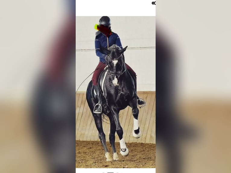 Achal-Tekkiner Hengst 13 Jahre 165 cm Rappe in L’ Aquila