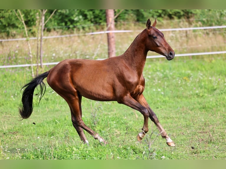 Achal-Tekkiner Hengst 1 Jahr 148 cm Dunkelbrauner in San Pietroburgo