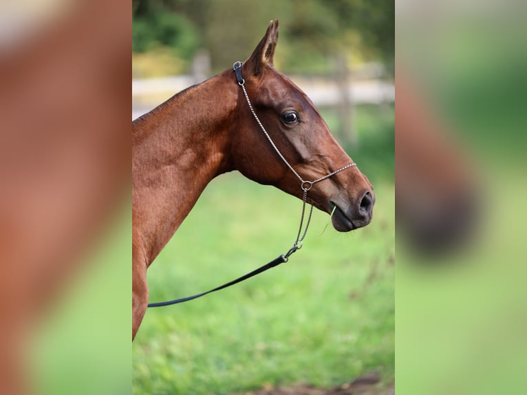 Achal-Tekkiner Hengst 1 Jahr 148 cm Dunkelbrauner in San Pietroburgo
