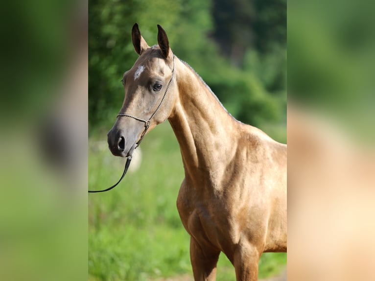 Achal-Tekkiner Hengst 1 Jahr 152 cm Buckskin in St Petersburg