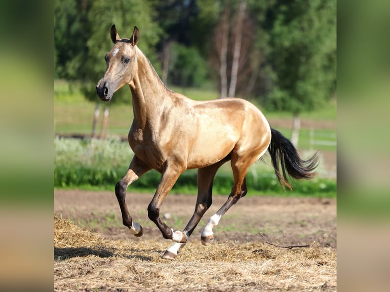 Achal-Tekkiner Hengst 1 Jahr 152 cm Buckskin in St Petersburg