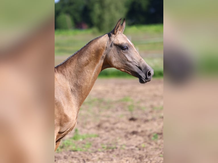 Achal-Tekkiner Hengst 1 Jahr 152 cm Buckskin in St Petersburg