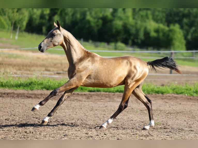 Achal-Tekkiner Hengst 1 Jahr 152 cm Buckskin in St Petersburg