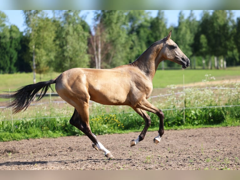 Achal-Tekkiner Hengst 1 Jahr 152 cm Buckskin in St Petersburg