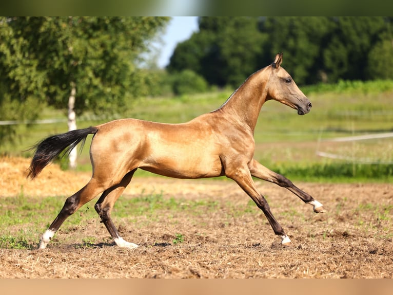 Achal-Tekkiner Hengst 1 Jahr 152 cm Buckskin in St Petersburg