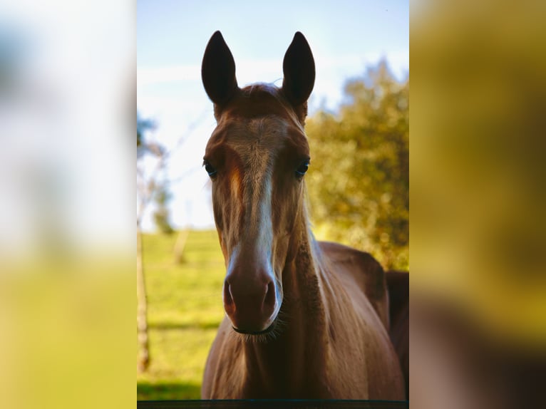 Achal-Tekkiner Hengst 1 Jahr 153 cm Cremello in Verteillac