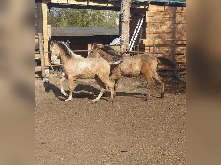 Achal-Tekkiner Mix Hengst 1 Jahr 158 cm Buckskin in Wolbórz