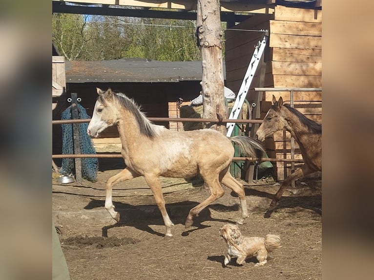 Achal-Tekkiner Mix Hengst 1 Jahr 158 cm Buckskin in Wolbórz