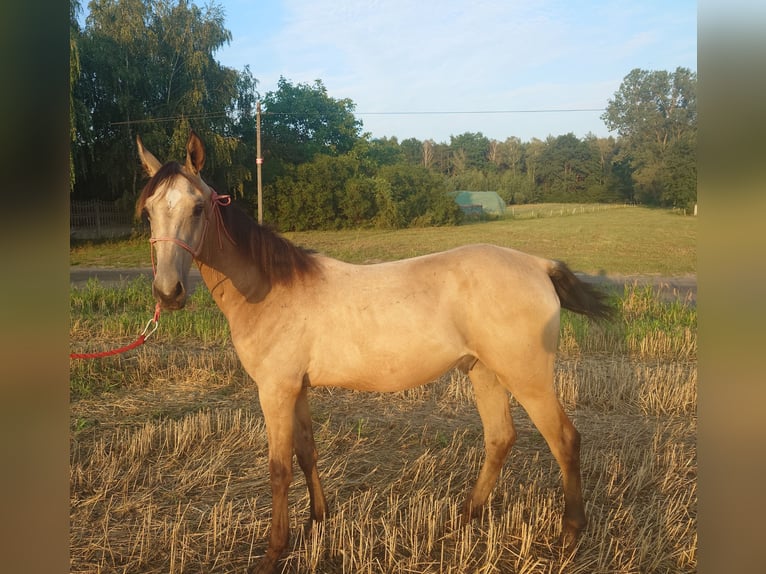 Achal-Tekkiner Hengst 1 Jahr 160 cm Buckskin in Wolbórz