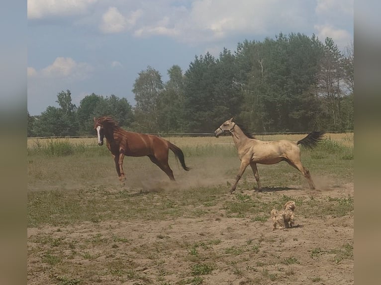 Achal-Tekkiner Hengst 1 Jahr 160 cm Buckskin in Wolbórz