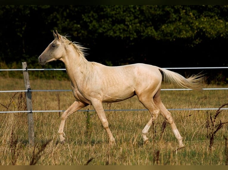 Achal-Tekkiner Hengst 1 Jahr 160 cm Palomino in GOVEN
