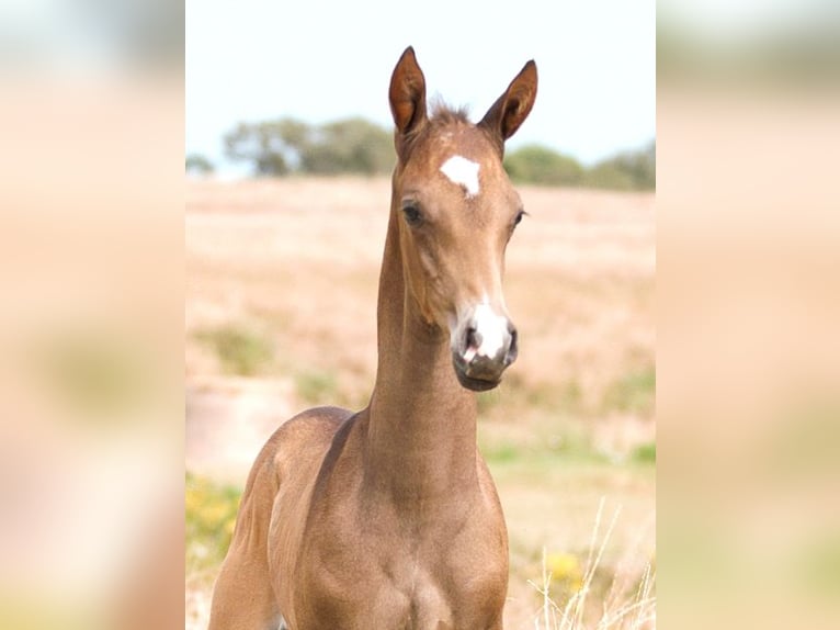 Achal-Tekkiner Hengst 1 Jahr 162 cm Buckskin in GOVEN