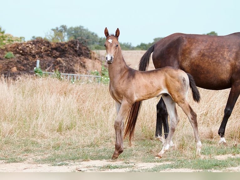 Achal-Tekkiner Hengst 1 Jahr 162 cm Buckskin in GOVEN