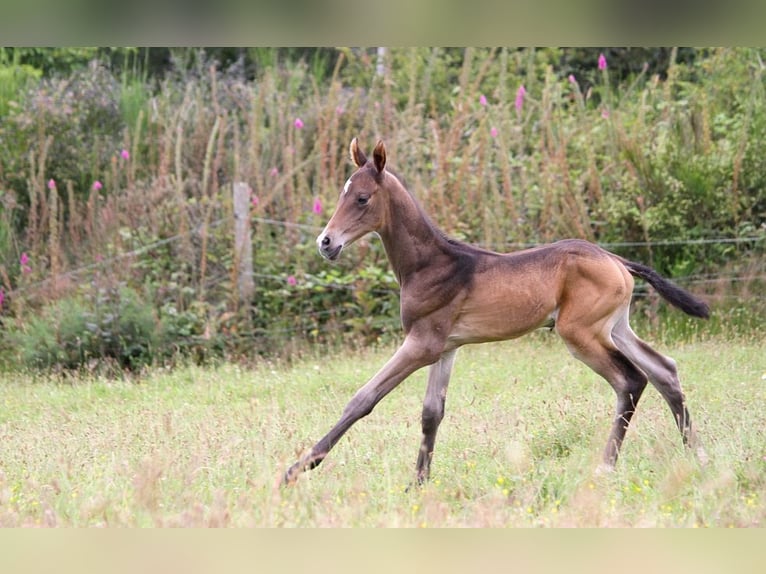 Achal-Tekkiner Hengst 1 Jahr 162 cm Buckskin in GOVEN