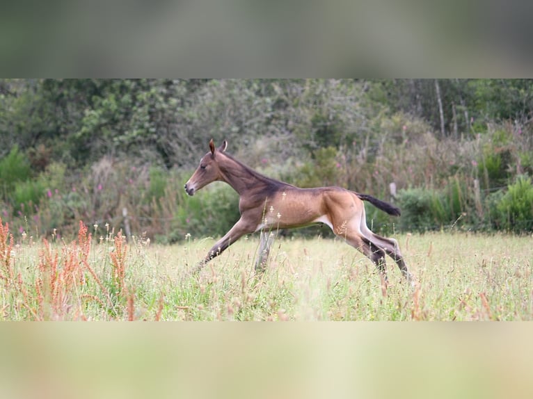 Achal-Tekkiner Hengst 1 Jahr 162 cm Buckskin in GOVEN