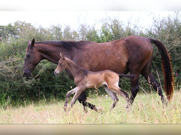 Achal-Tekkiner Hengst 1 Jahr 162 cm Buckskin in GOVEN