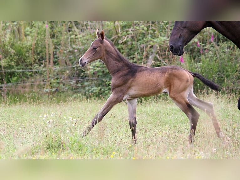 Achal-Tekkiner Hengst 1 Jahr 162 cm Buckskin in GOVEN