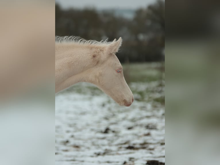 Achal-Tekkiner Hengst 1 Jahr 165 cm Perlino in Chaudefonds sur layon