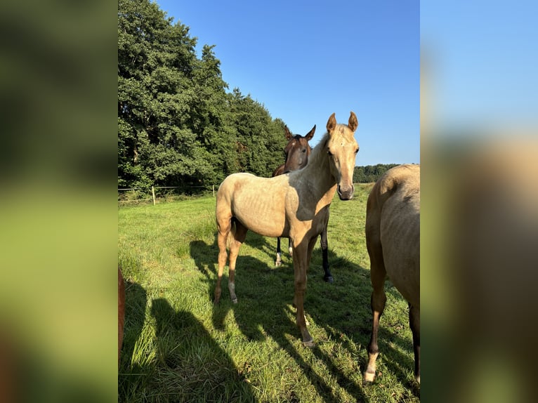 Achal-Tekkiner Mix Hengst 1 Jahr Brauner in Ovelgönne