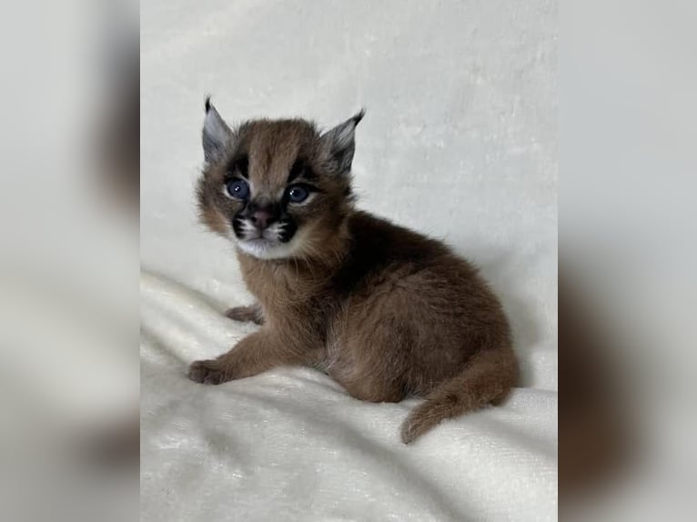 Achal-Tekkiner Mix Hengst 1 Jahr Brauner in vaduz