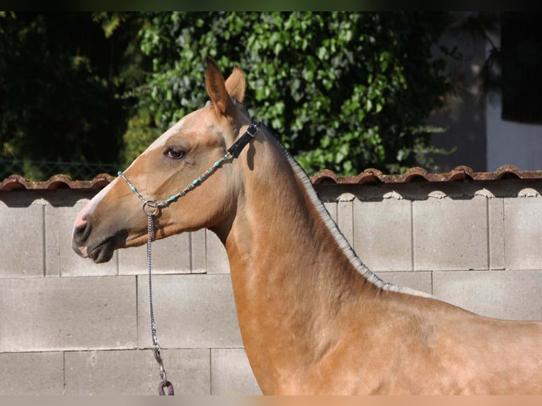 Achal-Tekkiner Hengst 1 Jahr Buckskin in Fort Myers