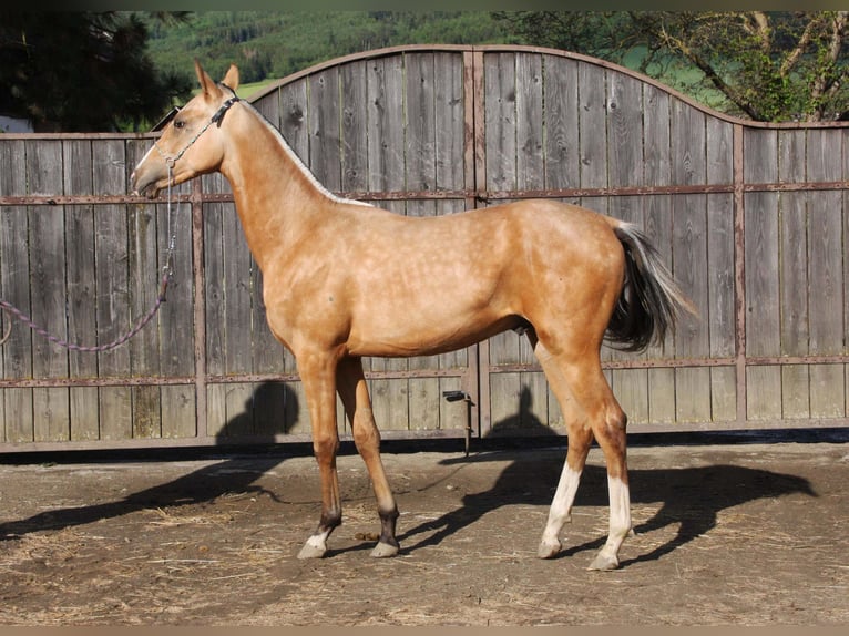 Achal-Tekkiner Hengst 1 Jahr Buckskin in Fort Myers