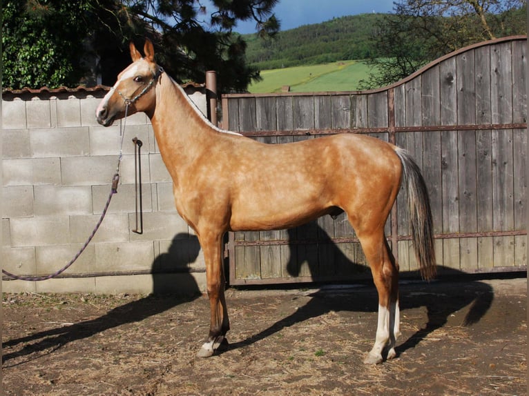 Achal-Tekkiner Hengst 1 Jahr Buckskin in Fort Myers