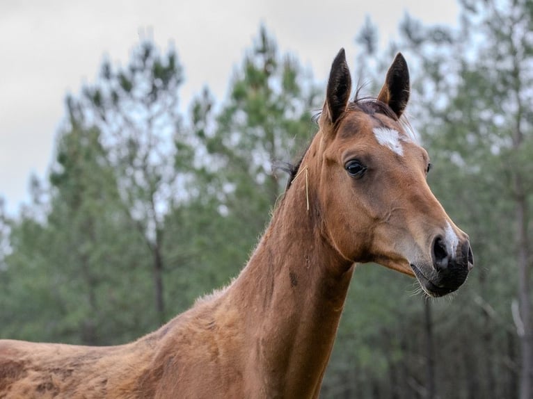 Achal-Tekkiner Hengst 1 Jahr Schwarzbrauner in Morcenx