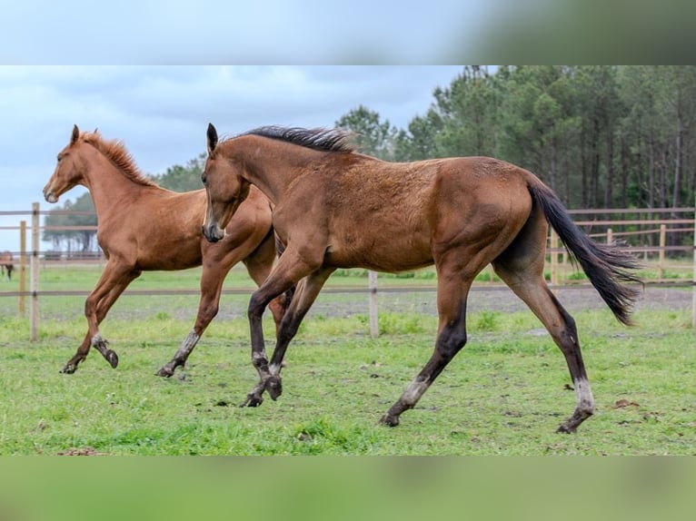 Achal-Tekkiner Hengst 1 Jahr Schwarzbrauner in Morcenx