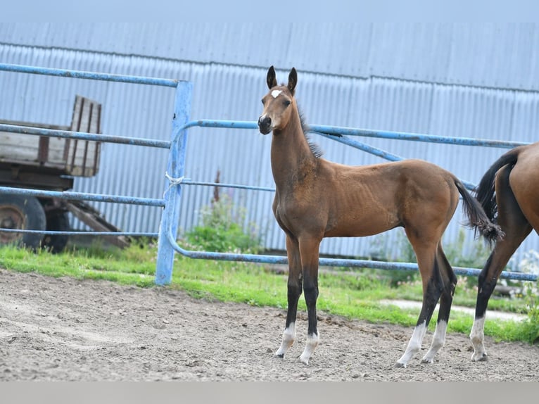 Achal-Tekkiner Hengst 1 Jahr Schwarzbrauner in Morcenx