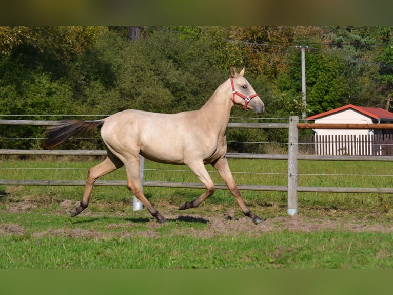 Achal-Tekkiner Hengst 2 Jahre 152 cm Falbe in Pyskocely