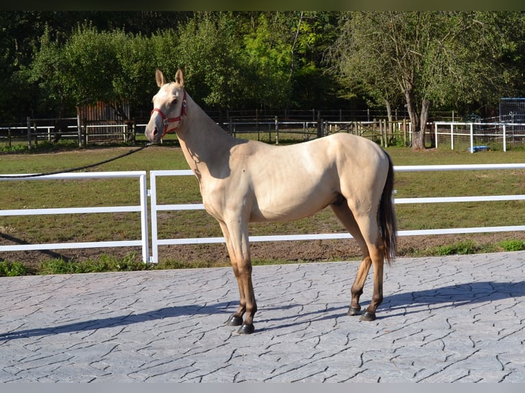 Achal-Tekkiner Hengst 2 Jahre 152 cm Falbe in Pyskocely