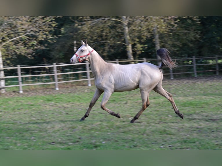 Achal-Tekkiner Hengst 2 Jahre 152 cm Falbe in Pyskocely