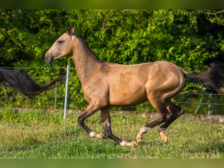 Achal-Tekkiner Hengst 2 Jahre 155 cm Falbe in Val De Bride