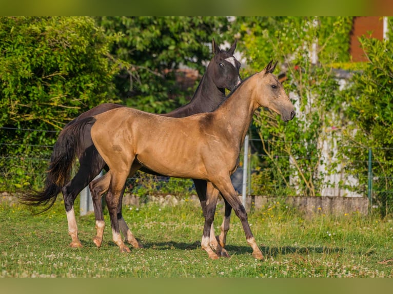 Achal-Tekkiner Hengst 2 Jahre 155 cm Falbe in Val De Bride