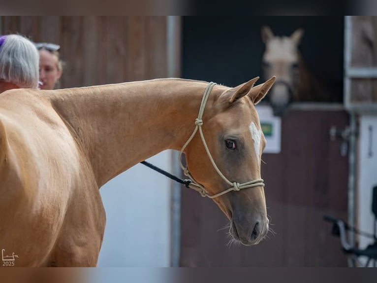 Achal-Tekkiner Hengst 2 Jahre 155 cm Palomino in M&#xF8;rk&#xF8;v