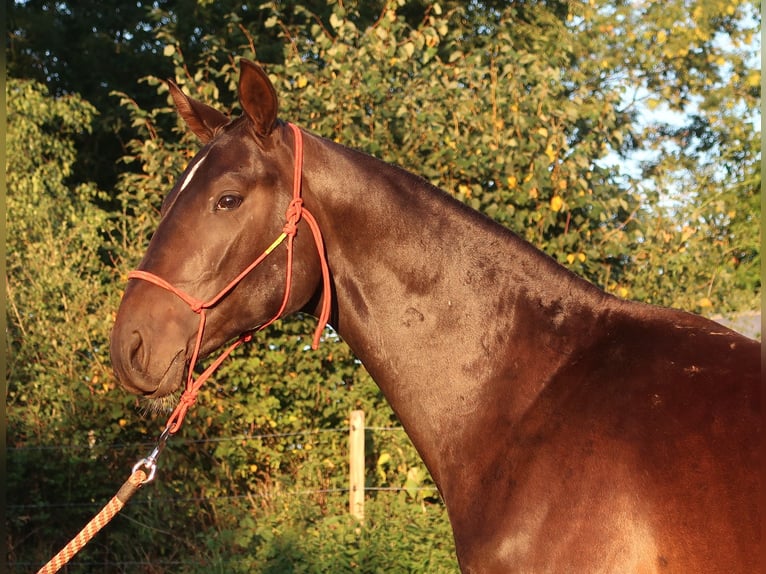 Achal-Tekkiner Hengst 2 Jahre 156 cm Dunkelbrauner in Humpolec