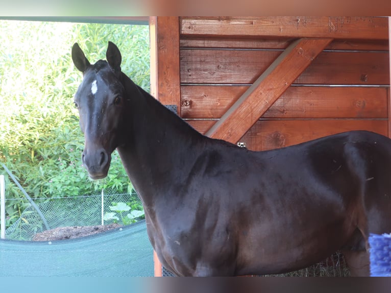 Achal-Tekkiner Hengst 2 Jahre 156 cm Dunkelbrauner in Humpolec