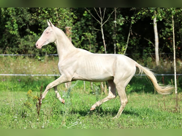 Achal-Tekkiner Hengst 2 Jahre 158 cm Cremello in San Pietroburgo