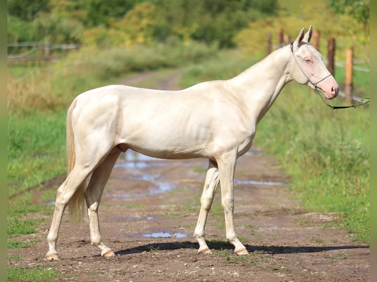 Achal-Tekkiner Hengst 2 Jahre 158 cm Cremello in San Pietroburgo