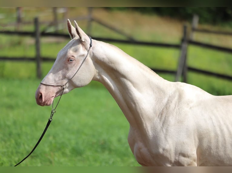 Achal-Tekkiner Hengst 2 Jahre 158 cm Cremello in San Pietroburgo