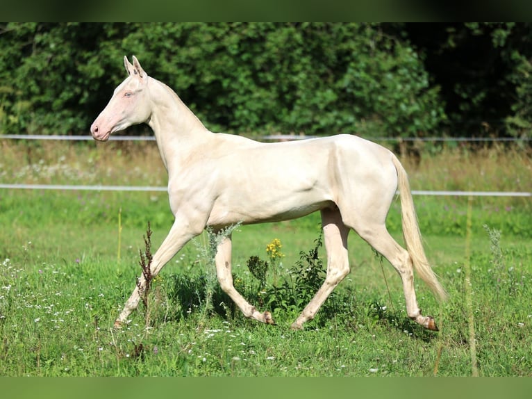 Achal-Tekkiner Hengst 2 Jahre 158 cm Cremello in San Pietroburgo