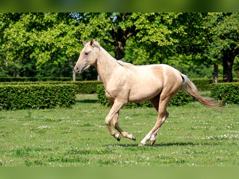 Achal-Tekkiner Hengst 2 Jahre 162 cm Palomino in goven