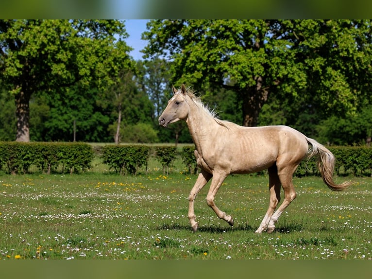 Achal-Tekkiner Hengst 2 Jahre 162 cm Palomino in goven